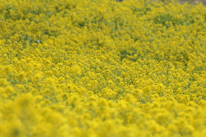 a0111545_17571010.jpg