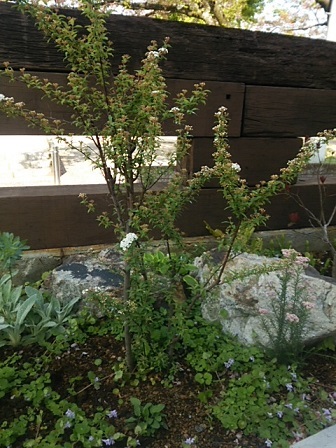 c0172261_21020215.jpg