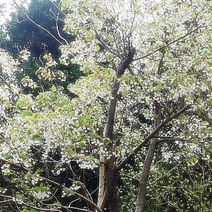 b0190100_13312791.jpg