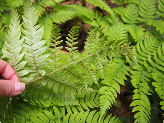 e0245404_15293610.jpg