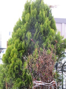 f0325309_13231317.jpg