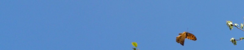 c0369423_22444478.jpg