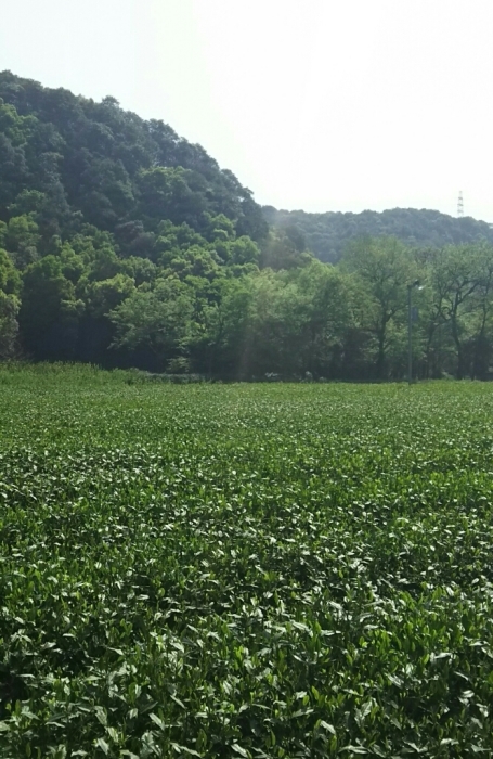a0169924_20424438.jpg