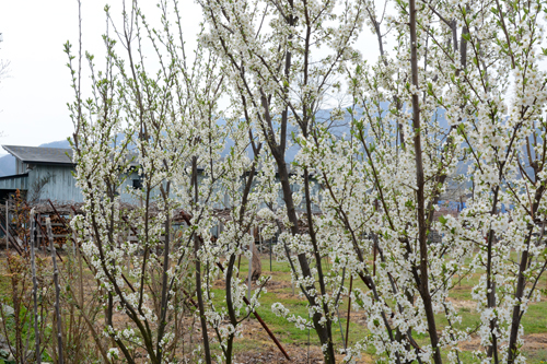c0107129_2573949.jpg
