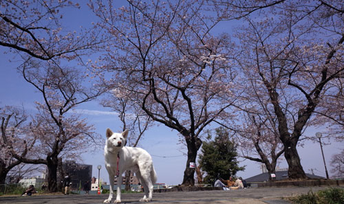 a0117039_23232769.jpg