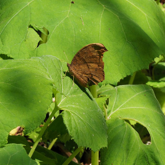 d0149245_14545680.jpg