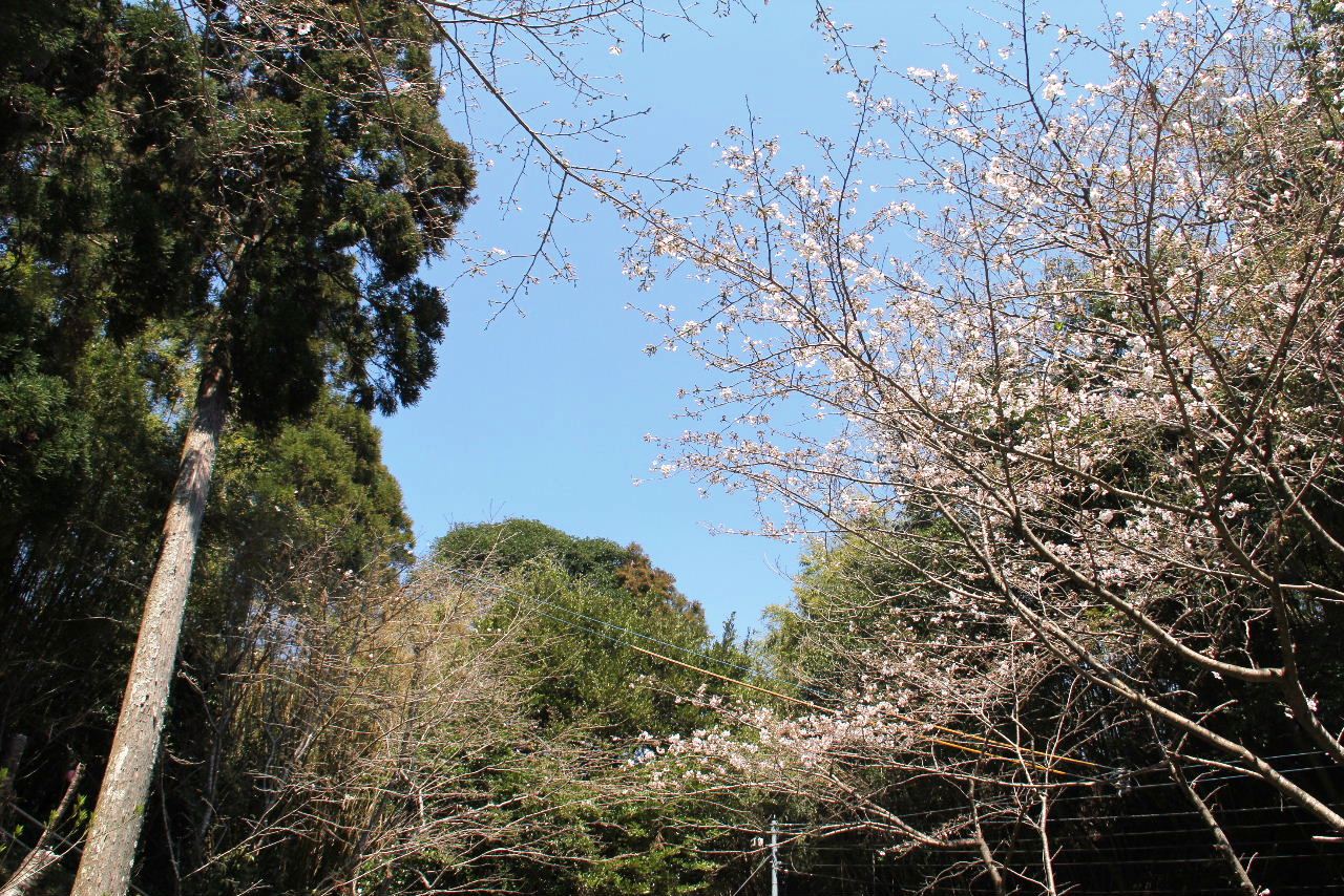 c0011649_8431937.jpg