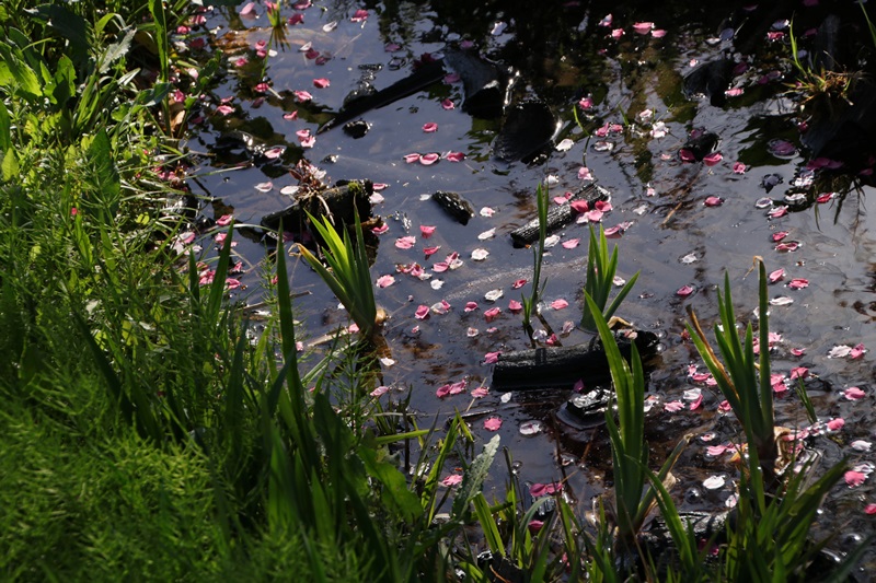 a0167759_07858.jpg