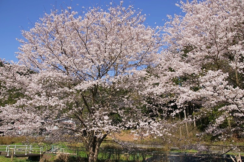 a0167759_11311232.jpg