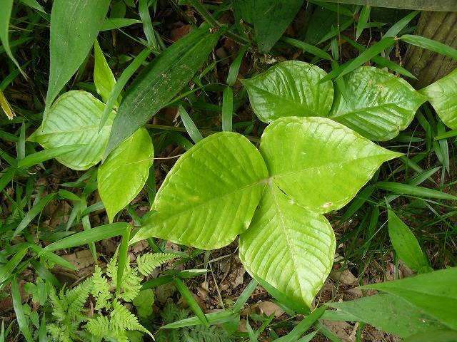 d0019074_932866.jpg