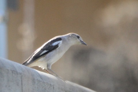 e0197884_20145279.jpg