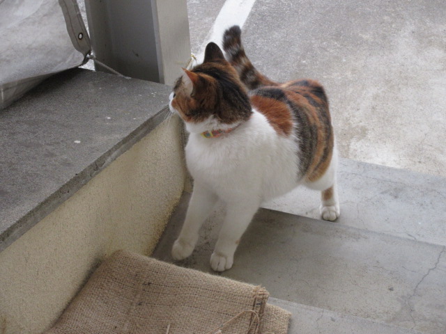 a0203003_21553860.jpg