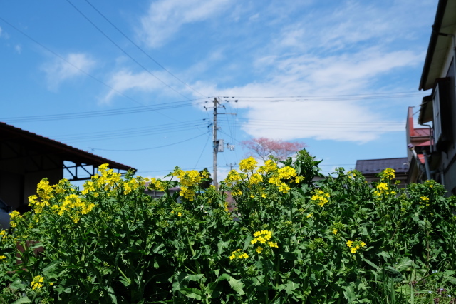 f0138305_19224751.jpg