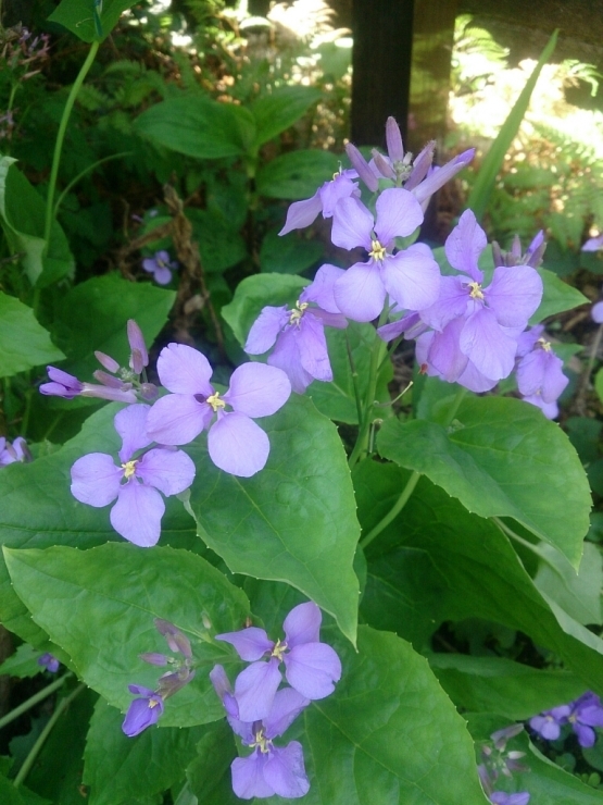 c0197829_13442946.jpg