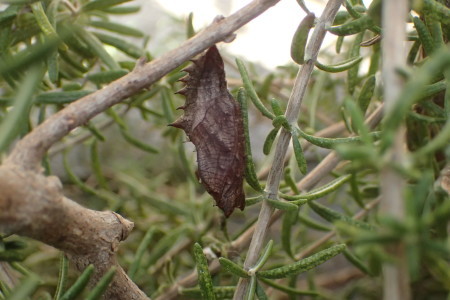 c0353632_23240495.jpg