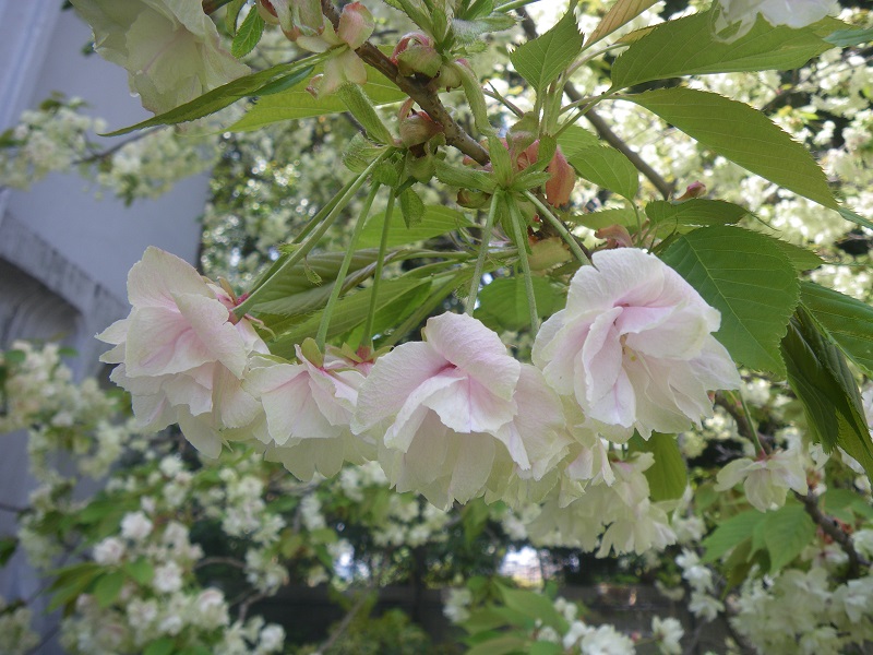 c0033636_22461033.jpg