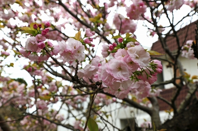 a0242438_20273617.jpg