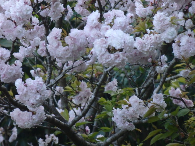 a0054240_20264911.jpg