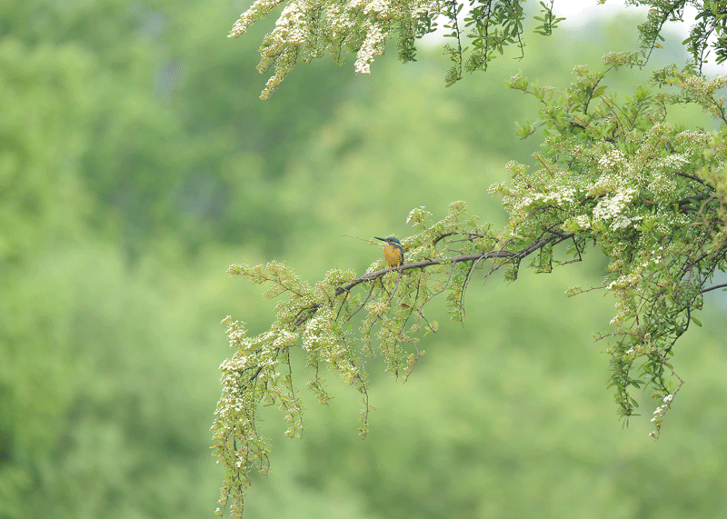 d0290240_14160356.gif