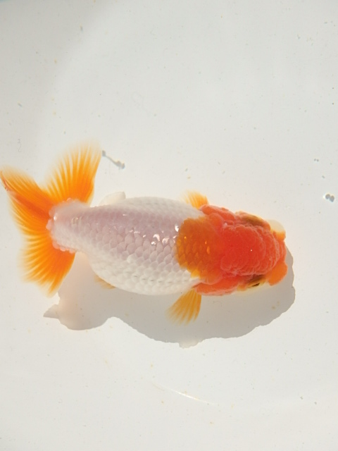 f0334143_8453270.jpg