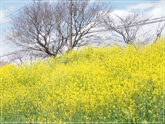 d0013149_17542019.jpg