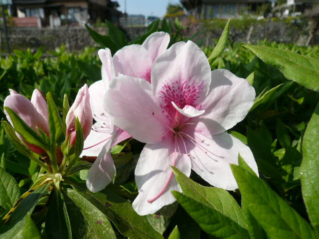 c0043055_11024793.jpg