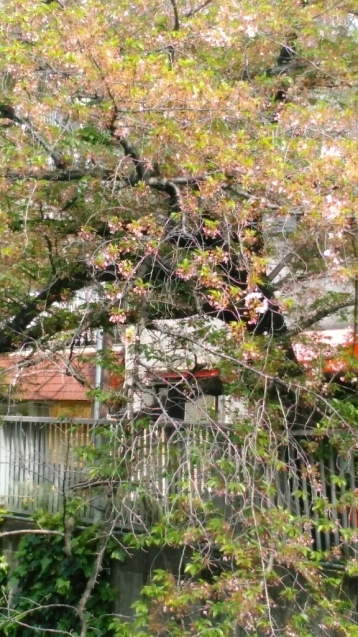 c0162773_00434354.jpg