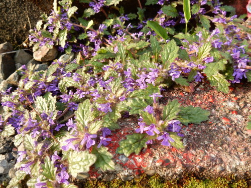 f0054677_07180590.jpg
