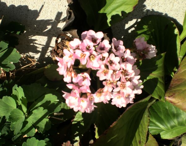 e0014678_9354580.jpg