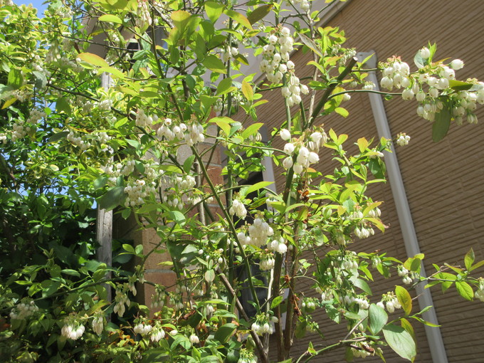 f0053885_21306.jpg