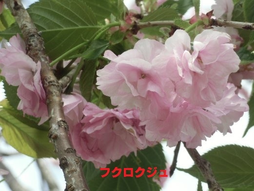 e0114588_14155397.jpg