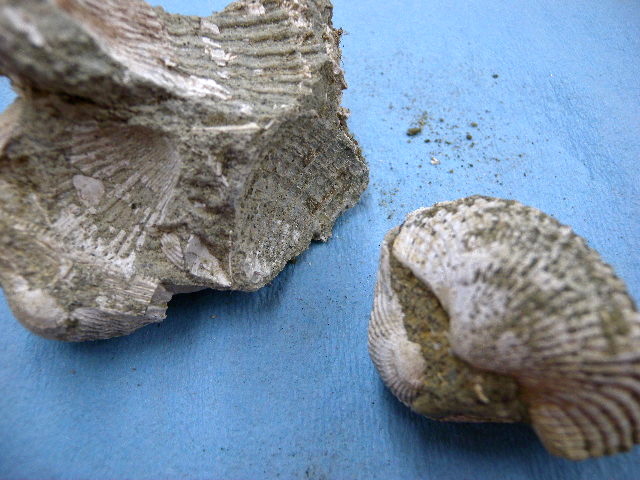 a0199297_20491056.jpg
