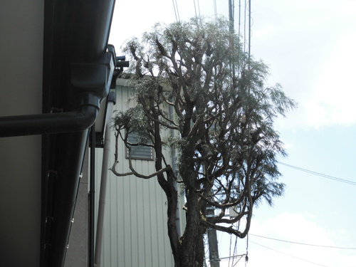 c0108198_15564325.jpg