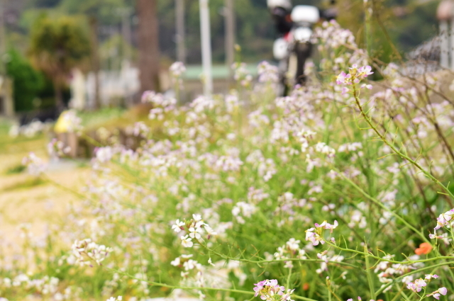 f0368610_20101506.jpg