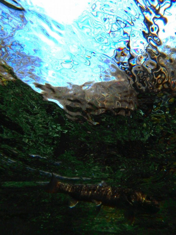 d0091323_11155275.jpg