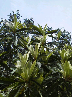 f0036223_1055922.jpg