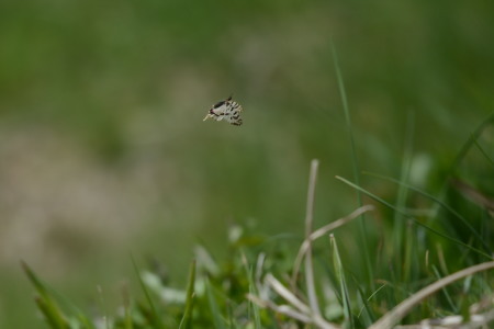 c0353632_22405446.jpg