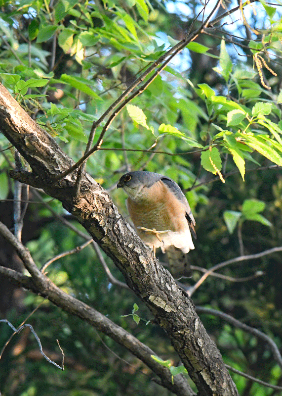 d0290240_11324855.gif