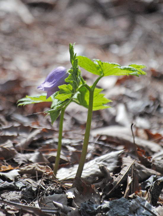 a0001354_20391847.gif