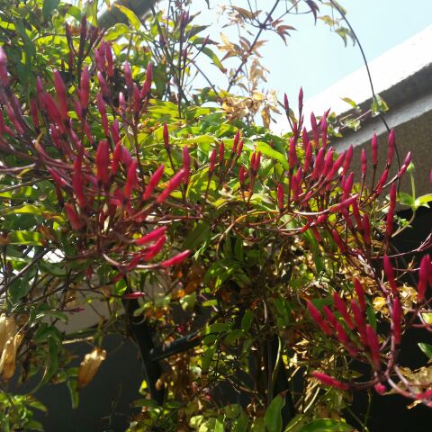 b0089062_2363072.jpg