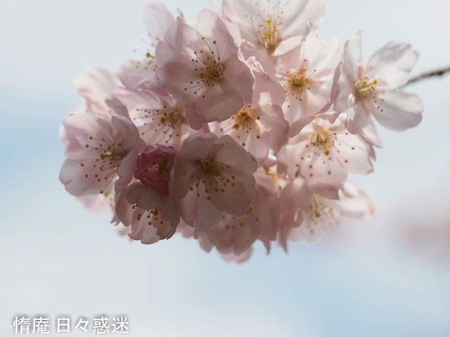 e0346064_08511706.gif