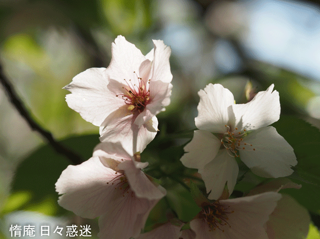 e0346064_08511759.gif