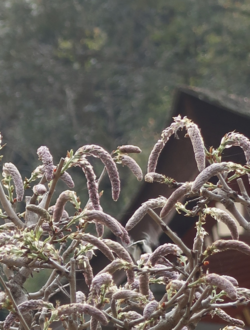 b0113868_21592945.jpg