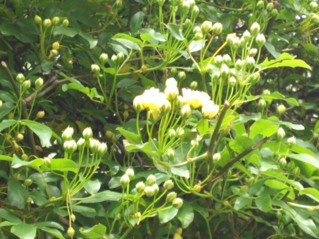 e0246179_10361466.jpg