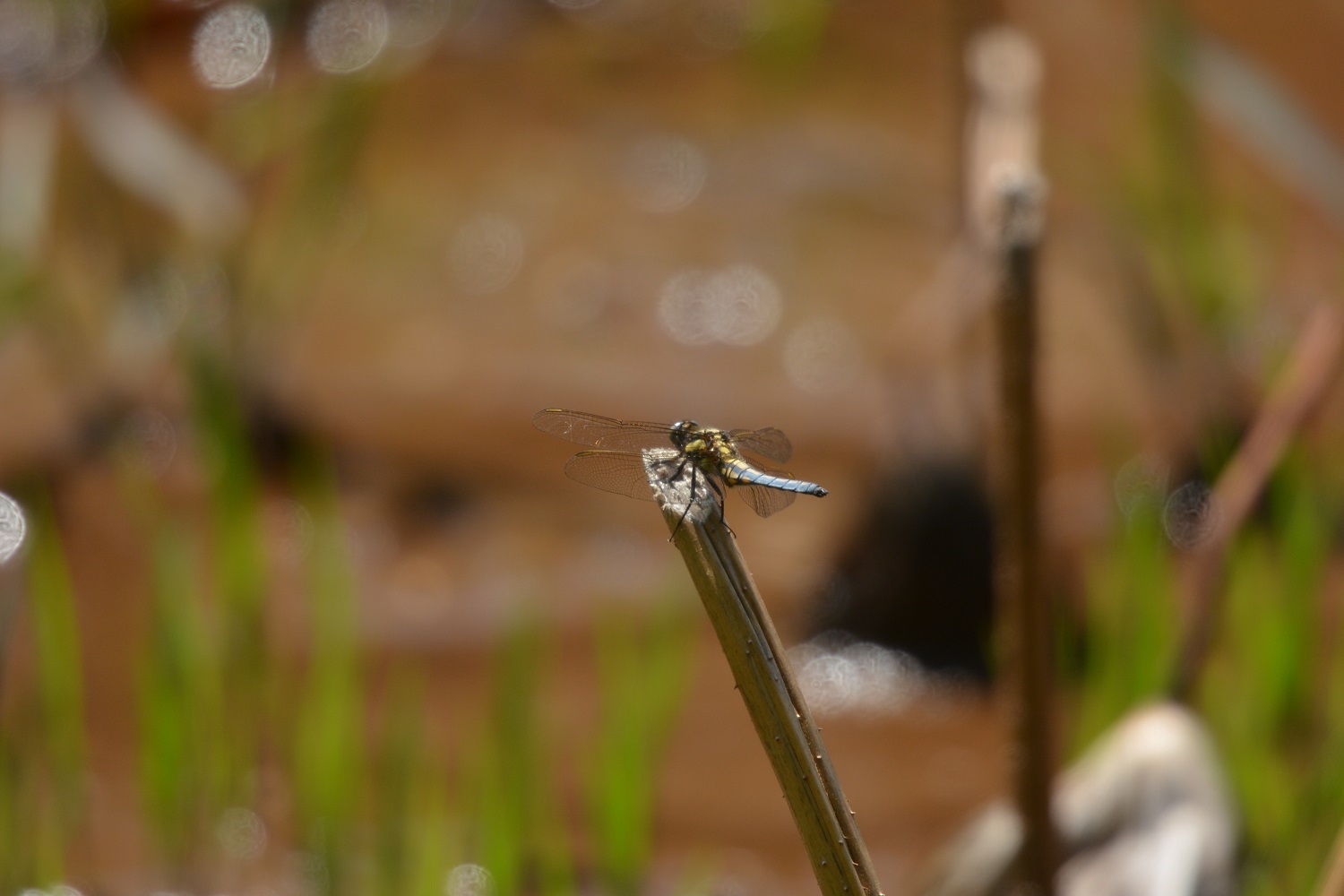 e0353790_21070380.jpg