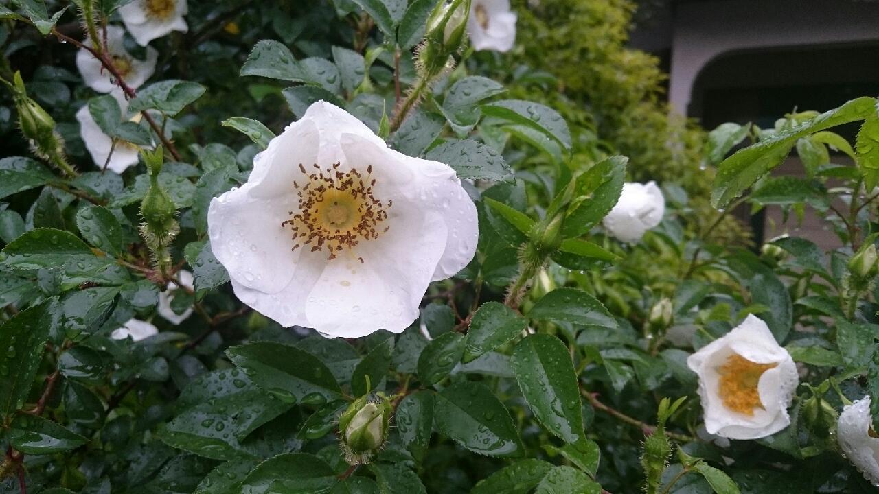 e0350415_07392442.jpg