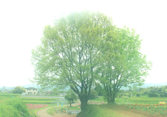 a0329820_15355328.jpg