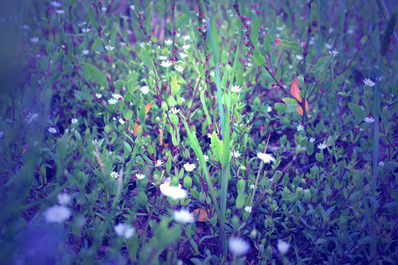 a0329820_15360270.jpg