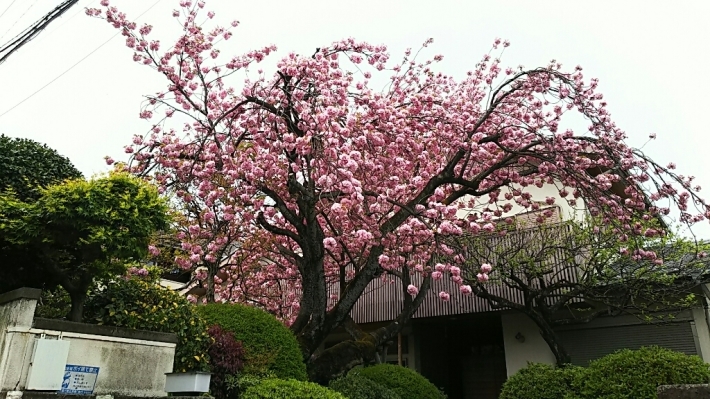 f0106823_10350101.jpg