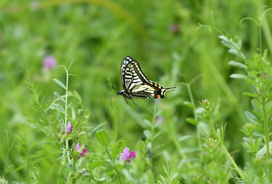 d0285540_20155951.jpg